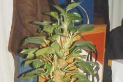 2002-03-22 Jahreshauptversammlung