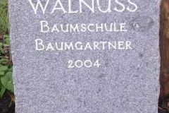 2004 Walnuss, Baumschule Baumgartner